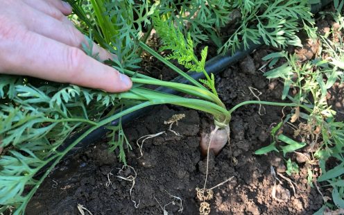 Pipelife-flat-drip-line-carrots-Russia